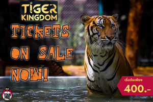 TIGER KINGDOM PHUKET